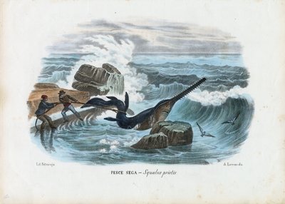 Pesce sega comune, 1863-79 da Raimundo Petraroja